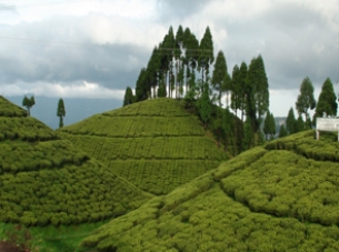 Sikkim Bengal Glimpse