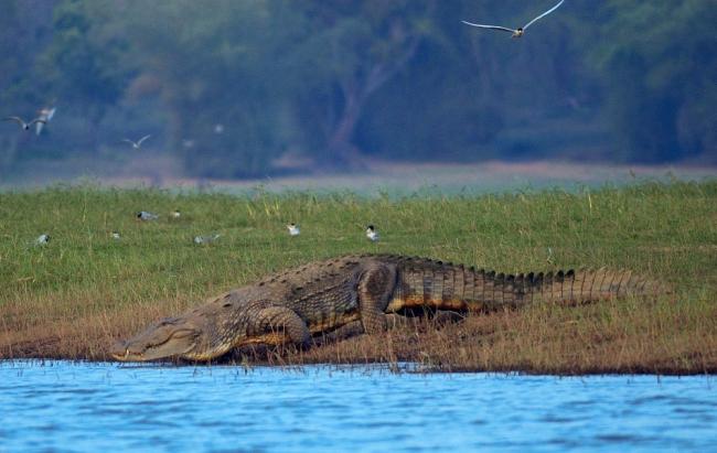 South India Wildlife with Delhi