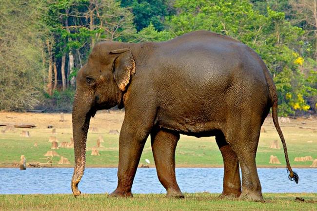 South India Wildlife with Mumbai