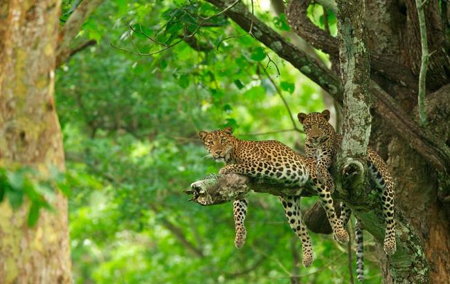 South India Wildlife Glance